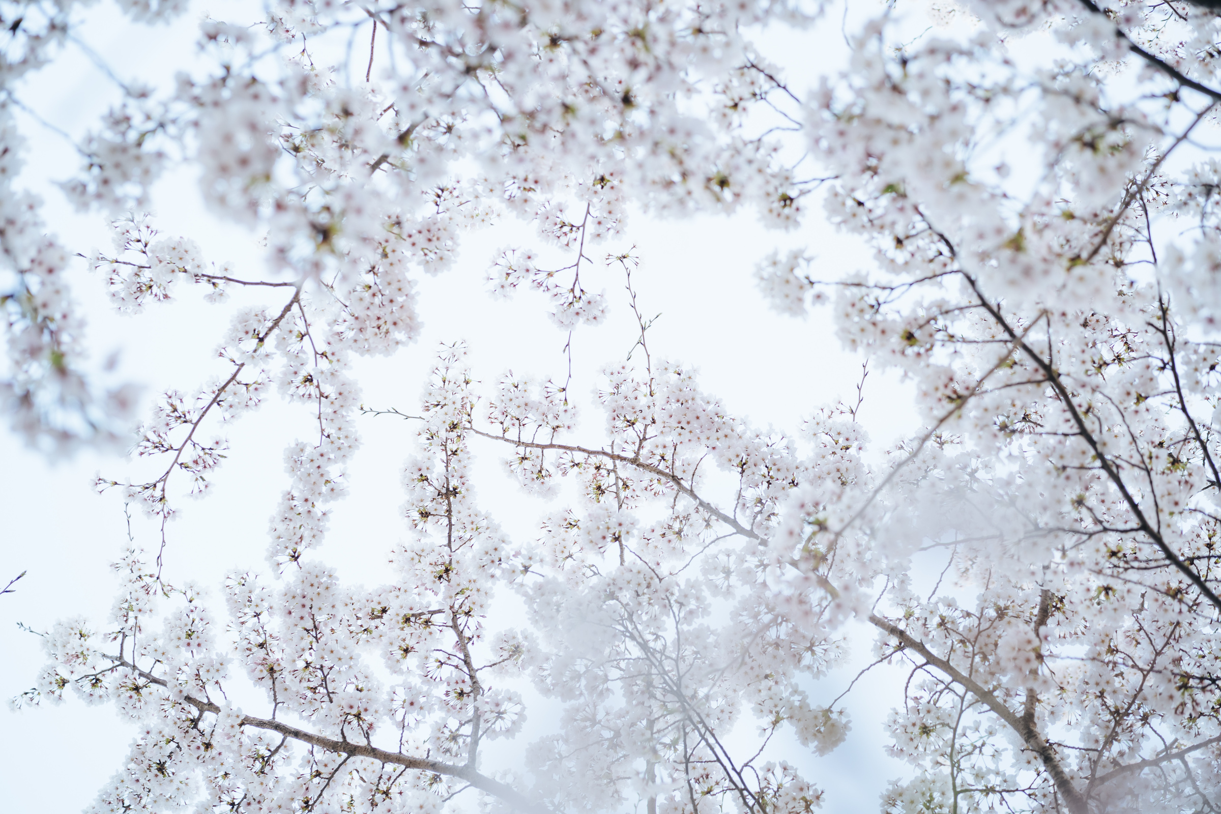 Japanese Sakura Branches against the Sky